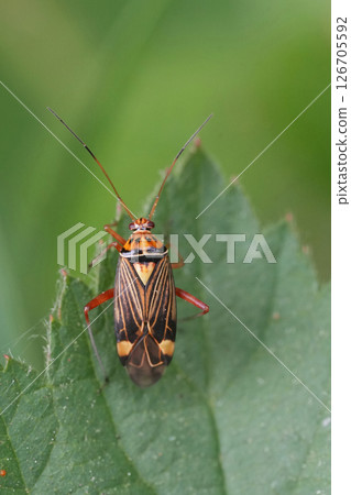 Closeup on a colorful Striped Oak Bug , Rhabdomiris striatellus on a green leaf 126705592