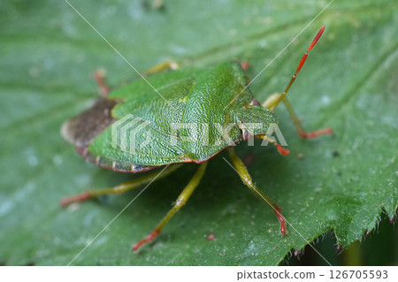 Closeup on a common green shieldbug, Palomena prasina Closeup on a common green shieldbug, Palomena prasina 126705593
