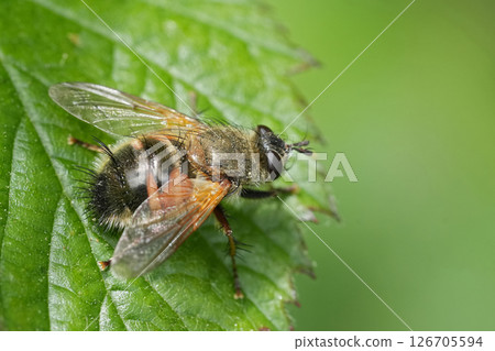 Closeup on a hairy Dingy Tachina lurida perched on a green leaf 126705594