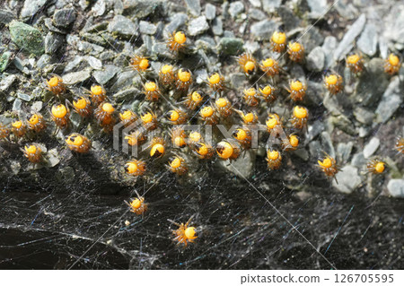 Closeup on a group of fresh hathced young Common garden spiders, Araneus diadematus Closeup on a group of fresh hathced young Common garden spiders, Araneus diadematus 126705595