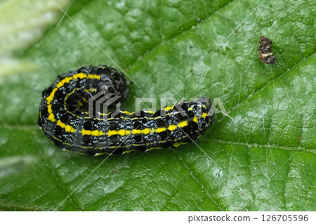 Closeup on the colorful caterpillar of the rare Blossom Underwing owlet moth, Orthosia miniosa 126705596