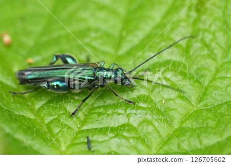 Closeup on the metallic green false oil beetle, Oedemera nobilis resting on a leaf 126705602