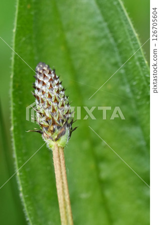 Closeup on a flower bud of the English plantain, lamb's tongue, Plantago lanceolata and it's green long leaf 126705604