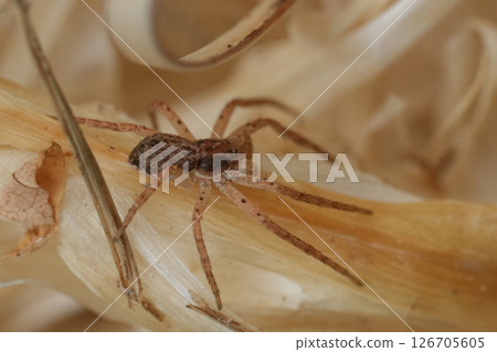 Closeup on a small philodromid crab spider Philodromus dispar 126705605