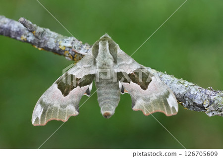Closeup on the Lime Hawk-moth, Mimas tiliae sitting with open wings on wood Closeup on the Lime Hawk-moth, Mimas tiliae sitting with open wings on wood 126705609