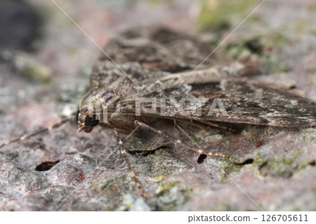 Closeup on a Spruce Carpet moth, Thera britannica 126705611
