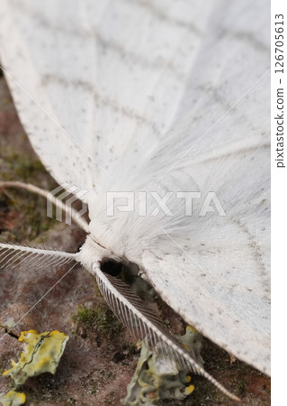 Extreme closeup on a Common White Wave geometer moth, Cabera pusaria with spread wings Extreme closeup on a Common White Wave geometer moth, Cabera pusaria with spread wings 126705613