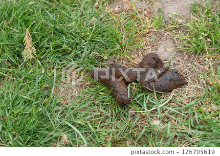 Pile of dog excrement in grass. Stepping carefully to avoid an unpleasant surprise on a sunny day. Pile of dog excrement in grass. Stepping carefully to avoid an unpleasant surprise on a sunny day. 126705619
