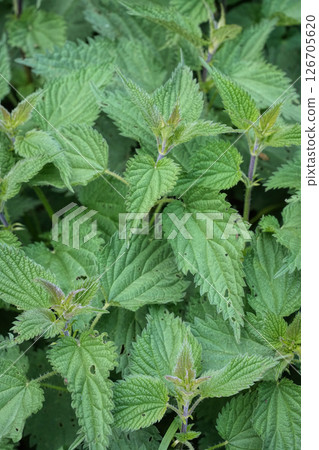 A dense patch of stinging nettles with serrated leaves fills the frame, showcasing their vibrant green color A dense patch of stinging nettles with serrated leaves fills the frame, showcasing their vibrant green color 126705620