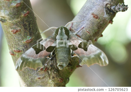 Closeup on a large male Lime Hawk-moth, Mimas tilae under a tree with spread wings 126705623