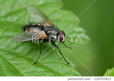 Closeup on a Hairy European Tachinid fly, Thelaira nigripes Closeup on a Hairy European Tachinid fly, Thelaira nigripes 126705625