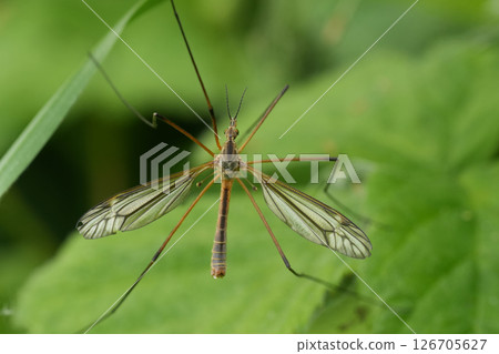 Closeup on the Black-striped Cranefly, Tipula vernalis 126705627