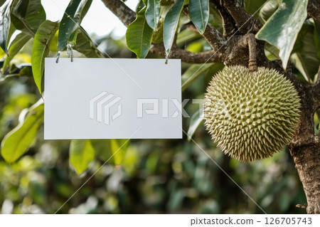 A sign is hanging from a tree with a fruit on it 126705743