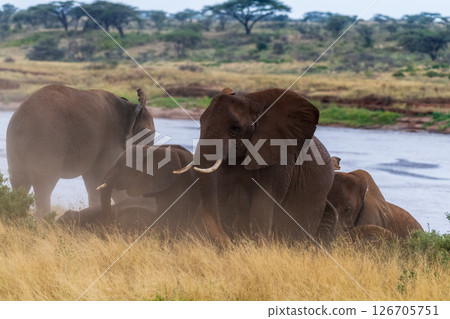 African elephant in Samburu National Reserve 126705751