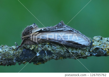 Closeup on a European Swallow prominent owlet moth, Pheosia tremula on a lichen covered twig 126705762