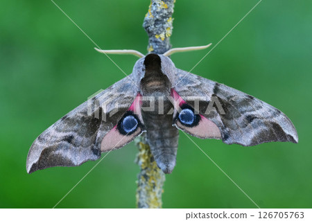 Closeup on the large European Eyed hwak-moth, Smerinthus ocellatus with spread wings against a green background Closeup on the large European Eyed hwak-moth, Smerinthus ocellatus with spread wings against a green background 126705763