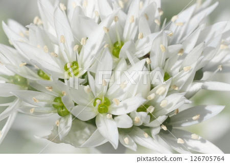 Closeup on a cluster of white Bear leek or garlic flowers, Allium ursinum Closeup on a cluster of white Bear leek or garlic flowers, Allium ursinum 126705764