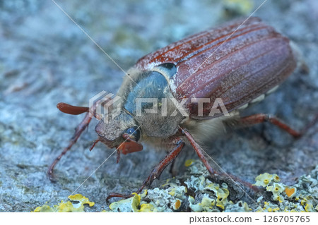 Frontal Closeup on a Maybeetle ,Melolontha melolontha Frontal Closeup on a Maybeetle ,Melolontha melolontha 126705765