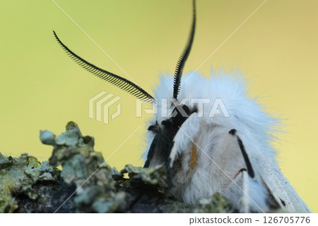 Facial closeup on a white fluffy white ermine owlet moth, Spilosoma lubricipeda 126705776