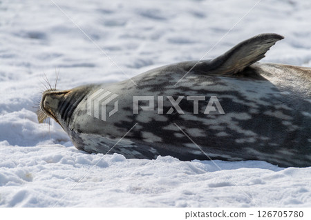 Weddell Seals near Mikkelsen Harbour Weddell Seals near Mikkelsen Harbour 126705780