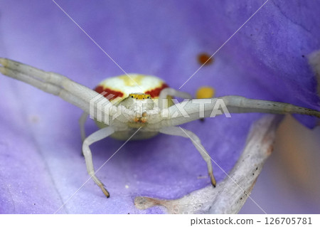 Crab spider, Misumena vatia, resting on a vibrant purple flower, displaying its unique coloration and camouflage adaptation Crab spider, Misumena vatia, resting on a vibrant purple flower, displaying its unique coloration and camouflage adaptation 126705781