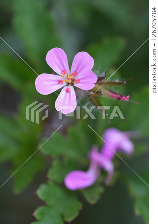Closeup on a pinl flower of the squinter-pip or stinking Bob, Geranium robertianum Closeup on a pinl flower of the squinter-pip or stinking Bob, Geranium robertianum 126705784