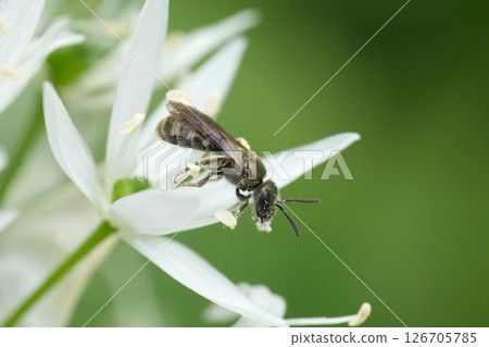 Closeup on a small green, iridescent, metallic green furrow bee Lasioglossum morio Closeup on a small green, iridescent, metallic green furrow bee Lasioglossum morio 126705785