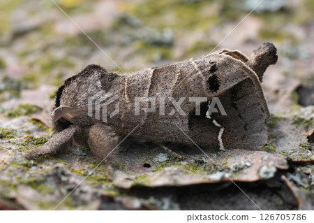 Closeup on the European Scarce Chocolate-tip moth, Clostera anachoreta 126705786