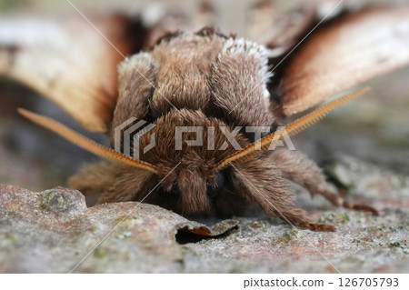 Extreme closeup on the European Lesser Swallow Prominent owlet moth, Pheosia gnoma Extreme closeup on the European Lesser Swallow Prominent owlet moth, Pheosia gnoma 126705793