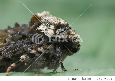 Extreme closeup on the European Coronet owlet moth, Craniophora ligustri Extreme closeup on the European Coronet owlet moth, Craniophora ligustri 126705795