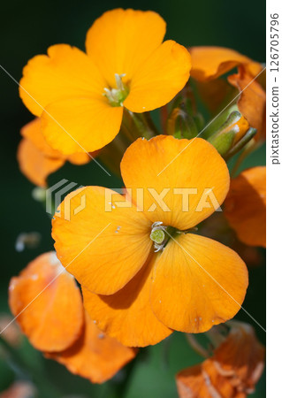 Closeup on the orange flowering Wallflower, Erysimum linifolium Closeup on the orange flowering Wallflower, Erysimum linifolium 126705796