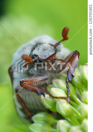 Vertical closeup on a Doodlebug or Maybeetle , Melolontha melolontha against a green background 126705801