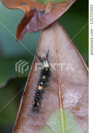 Closeup on the colorful hairy larvae caterpillar of the rusty tussock moth or vapourer, Orgyia antiqua 126705803