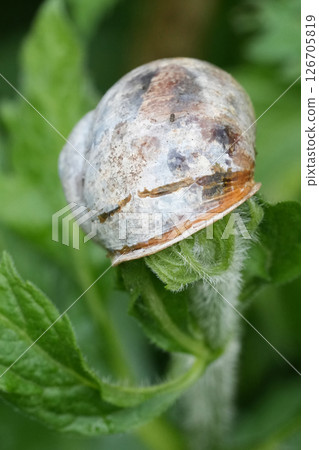 Closeup on a large Common garden snail , Cornu aspersum, a pest for gardening Closeup on a large Common garden snail , Cornu aspersum, a pest for gardening 126705819