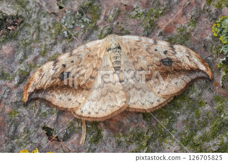 Closeup on a gracious looking pebble hook-tip moth, Drepana falcataria Closeup on a gracious looking pebble hook-tip moth, Drepana falcataria 126705825
