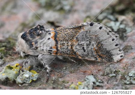 Closeup on a Sallow kitten moth, Furcula furcula 126705827