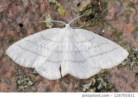 Closeup on a Common White Wave geometer moth, Cabera pusaria with spread wings Closeup on a Common White Wave geometer moth, Cabera pusaria with spread wings 126705831