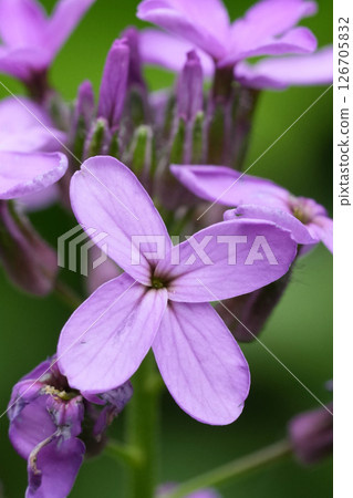 Closeup on a purple flowering Dame's Rocket wildflower, Hesperis matronalis 126705832
