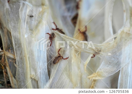 Extreme closeup on the very small Pseudoscorpions on a compast heap in the garden Extreme closeup on the very small Pseudoscorpions on a compast heap in the garden 126705836
