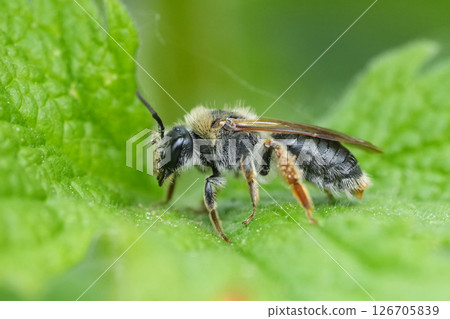 Closeup on a female Red-tailed mining bee, Andrena haemorrhoa resting on a green leaf Closeup on a female Red-tailed mining bee, Andrena haemorrhoa resting on a green leaf 126705839