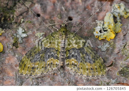 Closeup on a Yellow-barred Brindle geometer moth,  Acasis viretata with spread wings 126705845