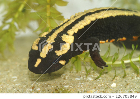 Closeup on an colorful adult of the endagered Laos warty newt, Paramesotriton laoensis 126705849
