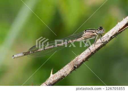 Closeup on a northern bluet damselfly, Enallagma cyathigerum perched on a twig Closeup on a northern bluet damselfly, Enallagma cyathigerum perched on a twig 126705855