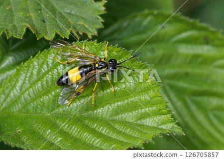 Closeup on a colorful black and yellow colored Greater Girdled Sawfly, Tenthredo maculata 126705857