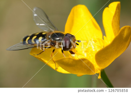 Closeup on a Yellow-bowed Smoothwing, Scaeva selenitica in a yellow buttercup flower 126705858
