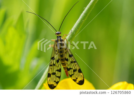 Closeup on a Panorpa germanica sorpionfly in vegetation 126705860