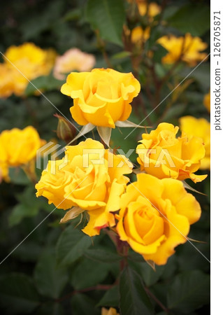 黃玫瑰特寫 126705871