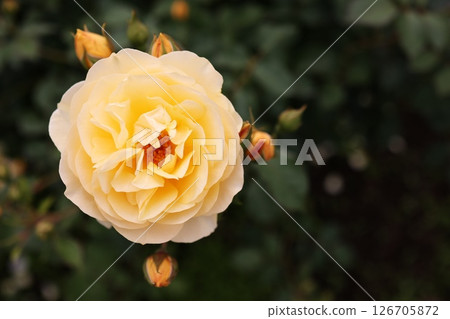 黃玫瑰特寫 126705872