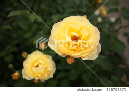 黃玫瑰特寫 126705873