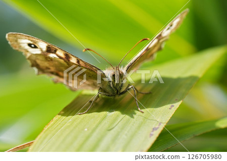 Closeup on a Brown speckled woodbutterfly, Pararge aegeria in the garden with open wings Closeup on a Brown speckled woodbutterfly, Pararge aegeria in the garden with open wings 126705980